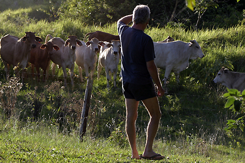 Nearing sunset, Harry looks away from the camera over a barbed wire fence to a line of curious Brahman cattle in a lush paddock. Nearing sunset, Harry looks away from the camera over a barbed wire fence to a line of curious Brahman cattle in a lush paddock