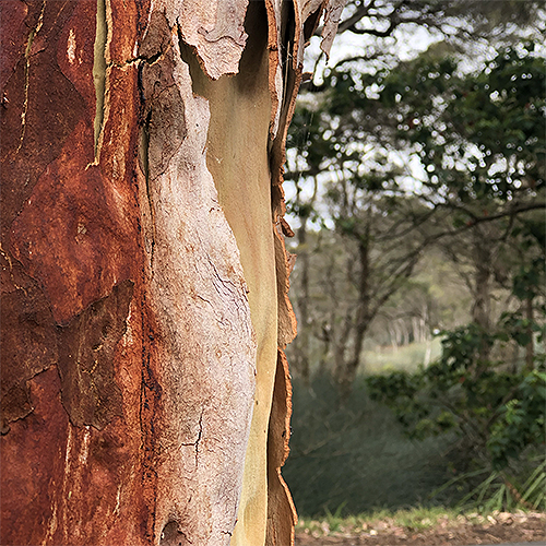 An intimate view of a bloodwood eucalypt, nearby the legendary Glenbrook Lagoon